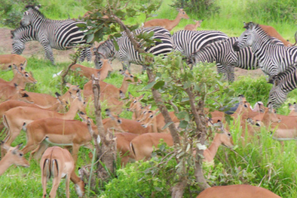 Zebra-Herde im Ruaha Nationalpark, Tansania (COPYRIGHT, 2007)