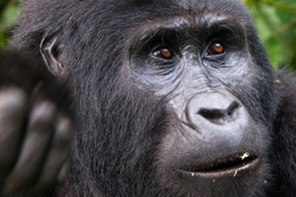 Impossante Begegnung (Travel To Life)